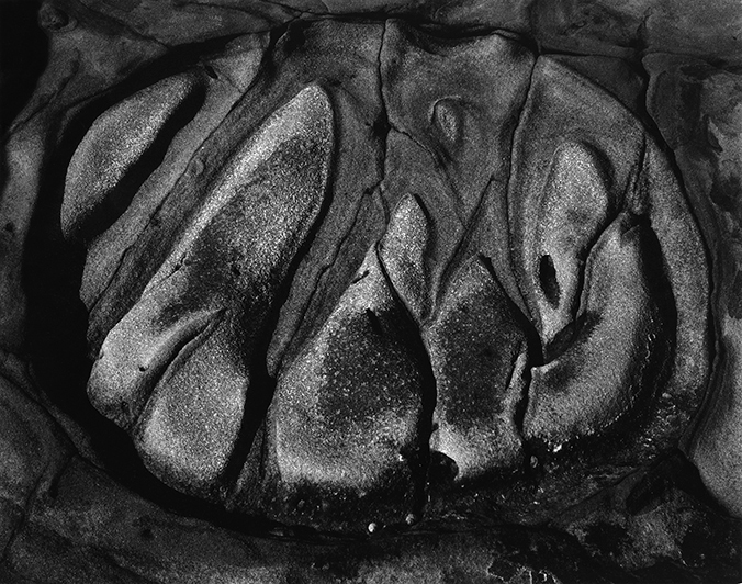 WESTON’S WESTONS　Edward Weston Edward Weston | Chronicle Books